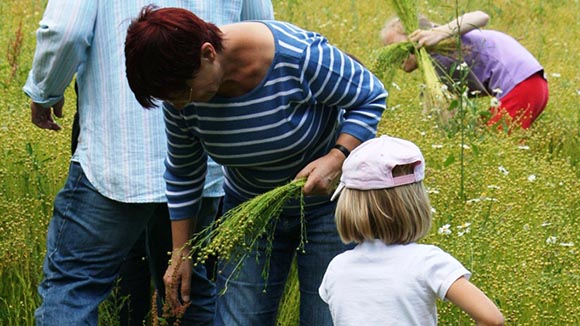 Workshop:  „Flachsernte