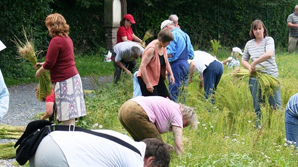 Workshop:  „Flachsernte