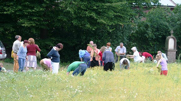 Workshop:  „Flachsernte