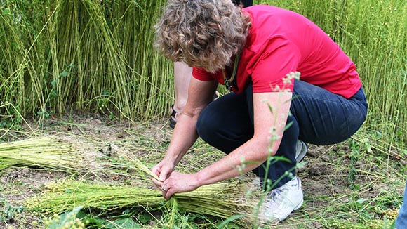 Workshop:  „Flachsernte