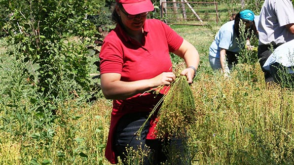 Workshop:  „Flachsernte