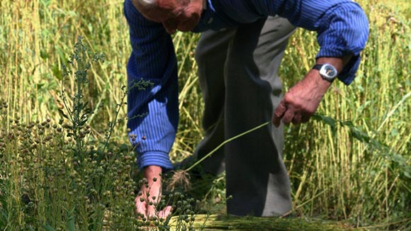 Workshop:  „Flachsernte