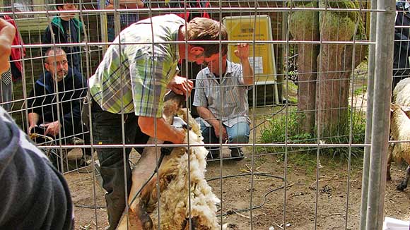 Workshop:  „Eine Schafsschur